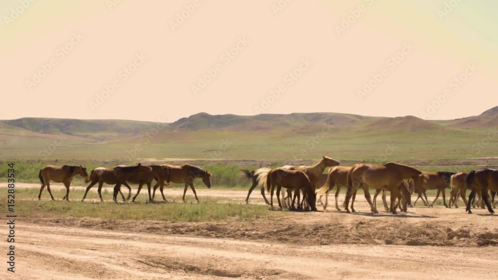 Herd of horses running on the steppes in the background cloudy sky. Herd of horses running on the steppes in the background cloudy sky.