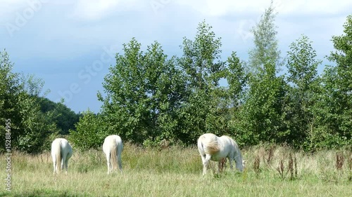 Three horses on a row photo