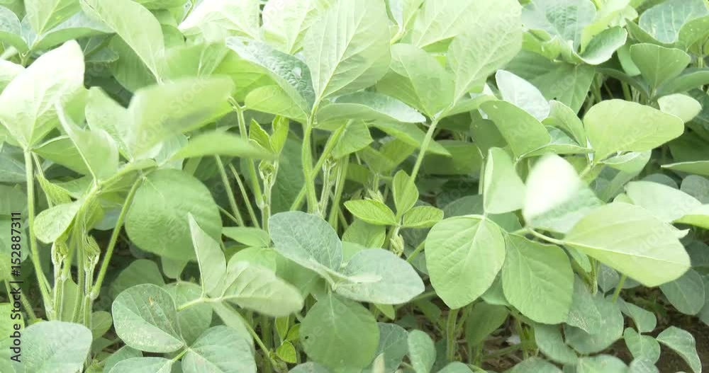 Soybean Filed - Close Up Soybean Filed - Close Up