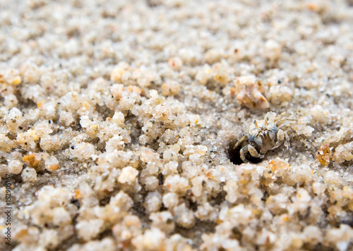 Ghost crab eating on sand beach, Close to their holes © Satakorn