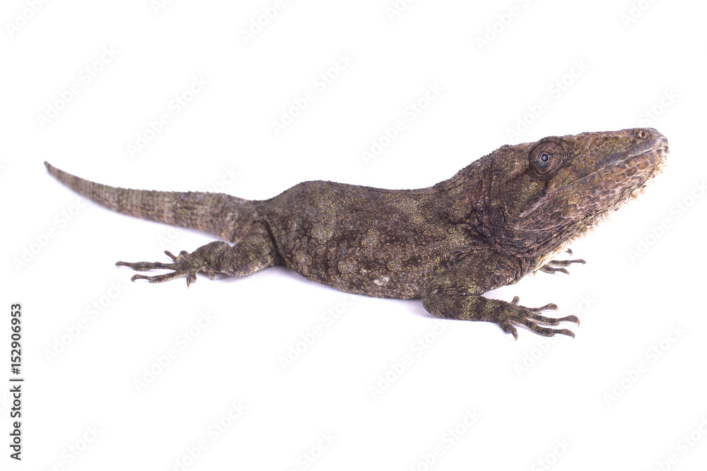 Western bearded anole, Chamaeleolis barbatus Western bearded anole, Chamaeleolis barbatus