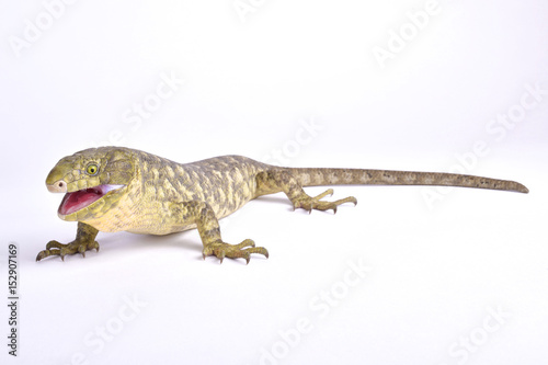 Solomon Islands skink, Corucia zebrata