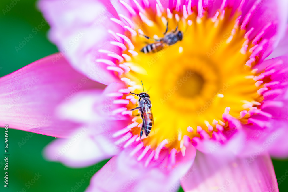 Bee on lotus. Bee on lotus.