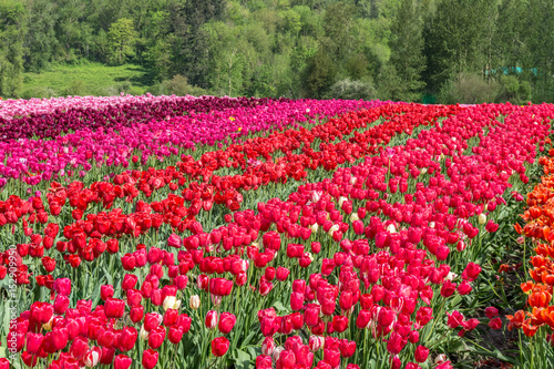 A field of red tulips country farm