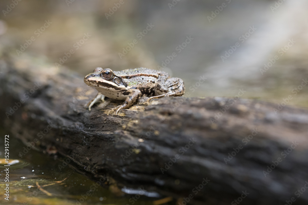 Obraz premium edible frog, Pelophylax esculentus