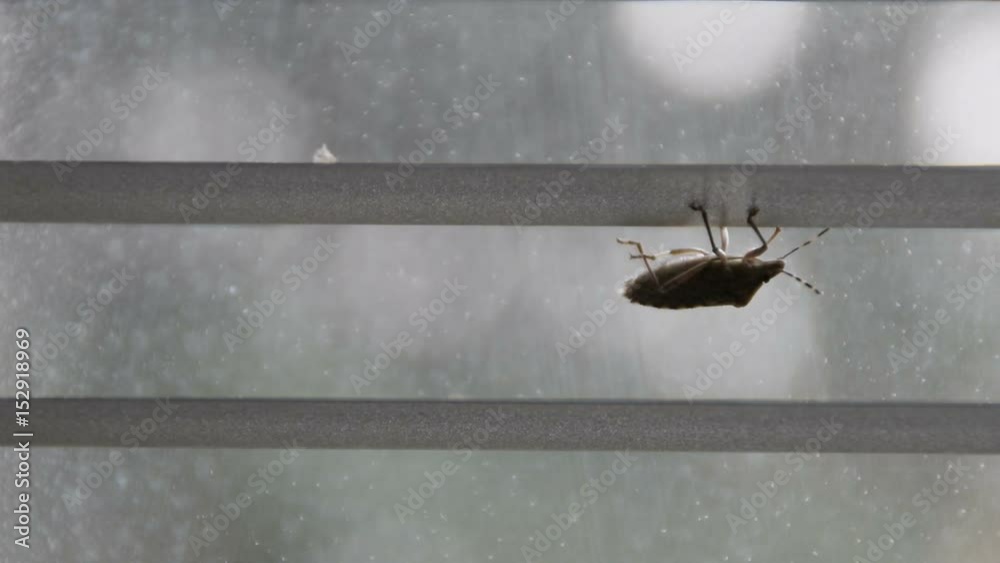 stink bug clean its hind legs on window blind (pentatomoidea species)