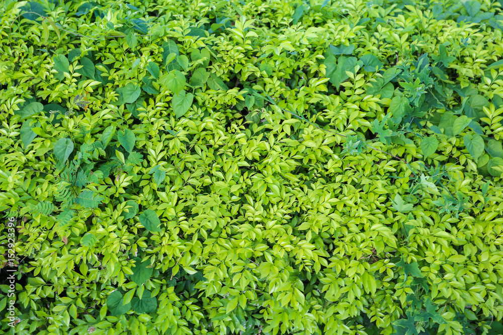 bush bush