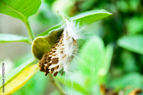 Giant Milkweed seed photo