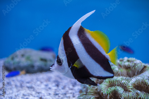 Marine fish and freshwater fish species in the Bueng Chawak Aquarium, Thailand. photo