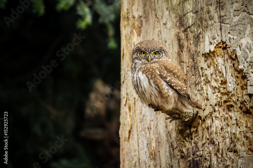 Pygmy owl (Glaucidium passerinum) - Sóweczka
