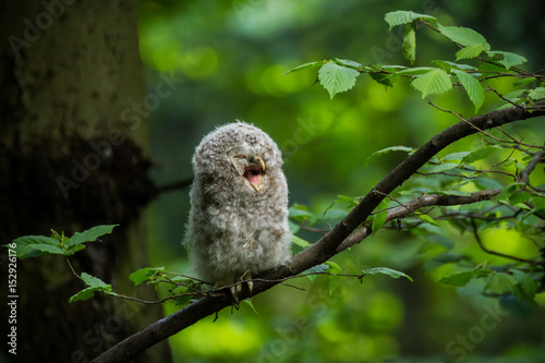 Ural owl (Strix uralensis) - Puszczyk uralski #152926176