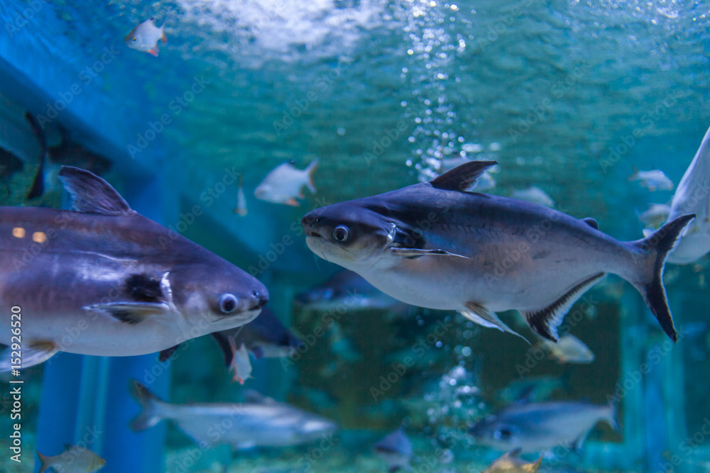 Fototapeta premium Marine fish and freshwater fish species in the Bueng Chawak Aquarium, Thailand.