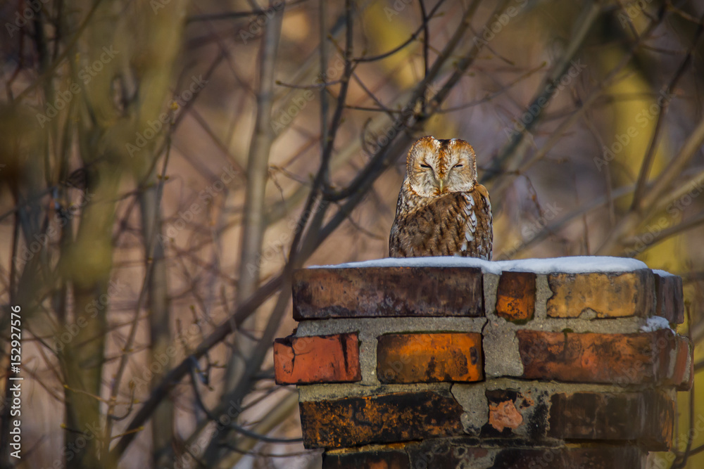 Tawny owl (Strix aluco) - Puszczyk zwyczajny - obrazy, fototapety, plakaty 