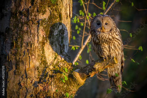 Ural owl (Strix uralensis) - Puszczyk uralski