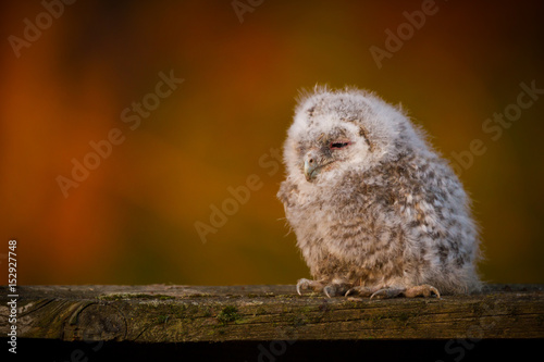Tawny owl (Strix aluco) - Puszczyk zwyczajny