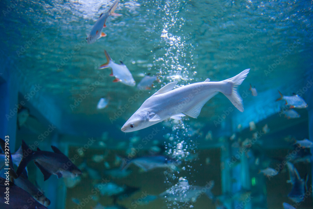 Fototapeta premium Marine fish and freshwater fish species in the Bueng Chawak Aquarium, Thailand.