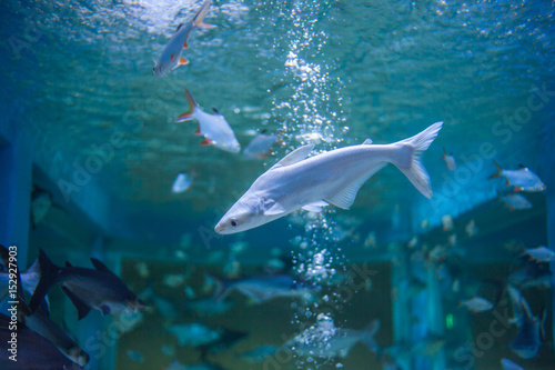 Marine fish and freshwater fish species in the Bueng Chawak Aquarium  Thailand.