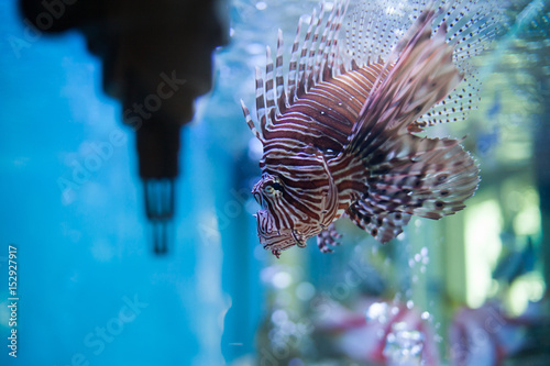 Marine fish and freshwater fish species in the Bueng Chawak Aquarium, Thailand. photo