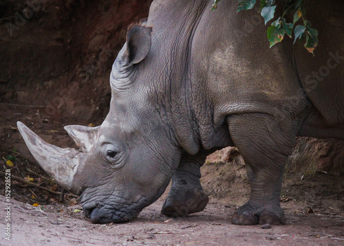 Rhinocerous looking for food