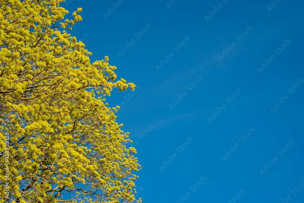 Fototapeta premium Blossoming branches of a maple tree in the spring against blue s