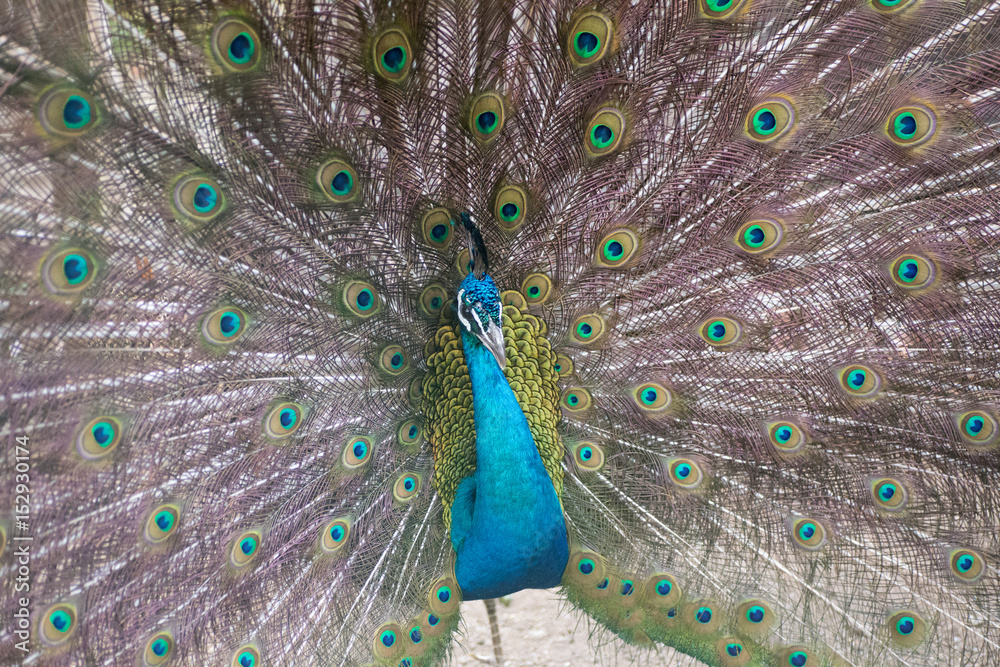 Obraz premium Peacock