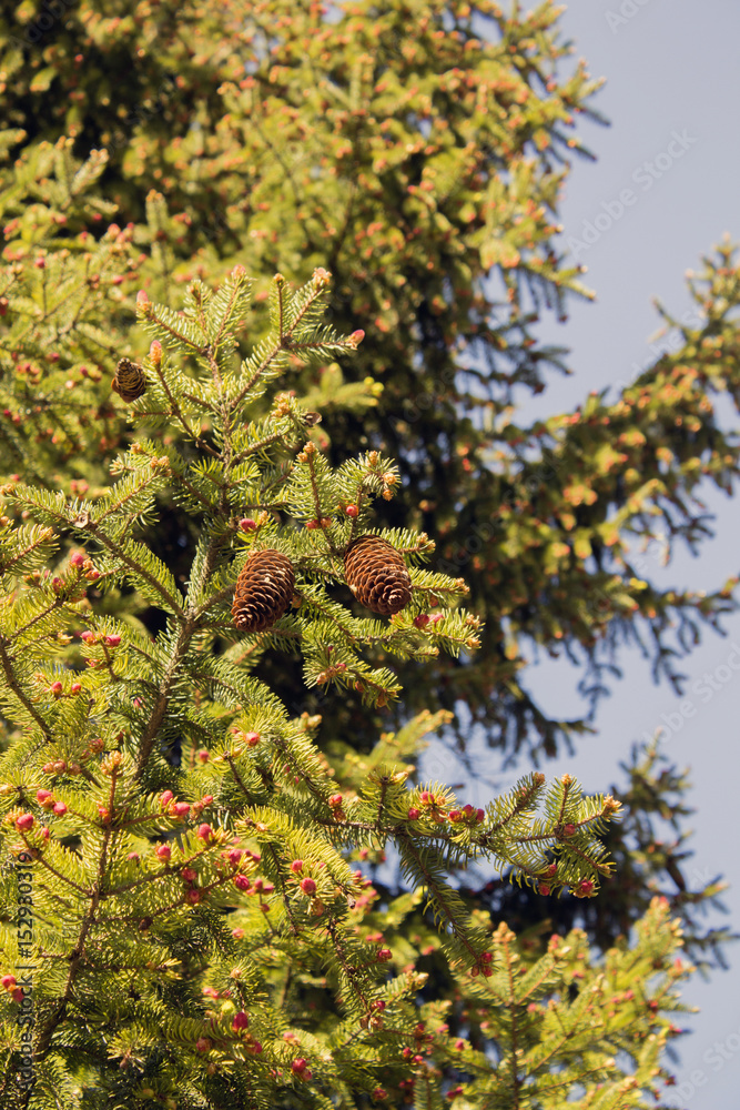 Christmas tree branch with needles and small cones in the summer Christmas tree branch with needles and small cones in the summer