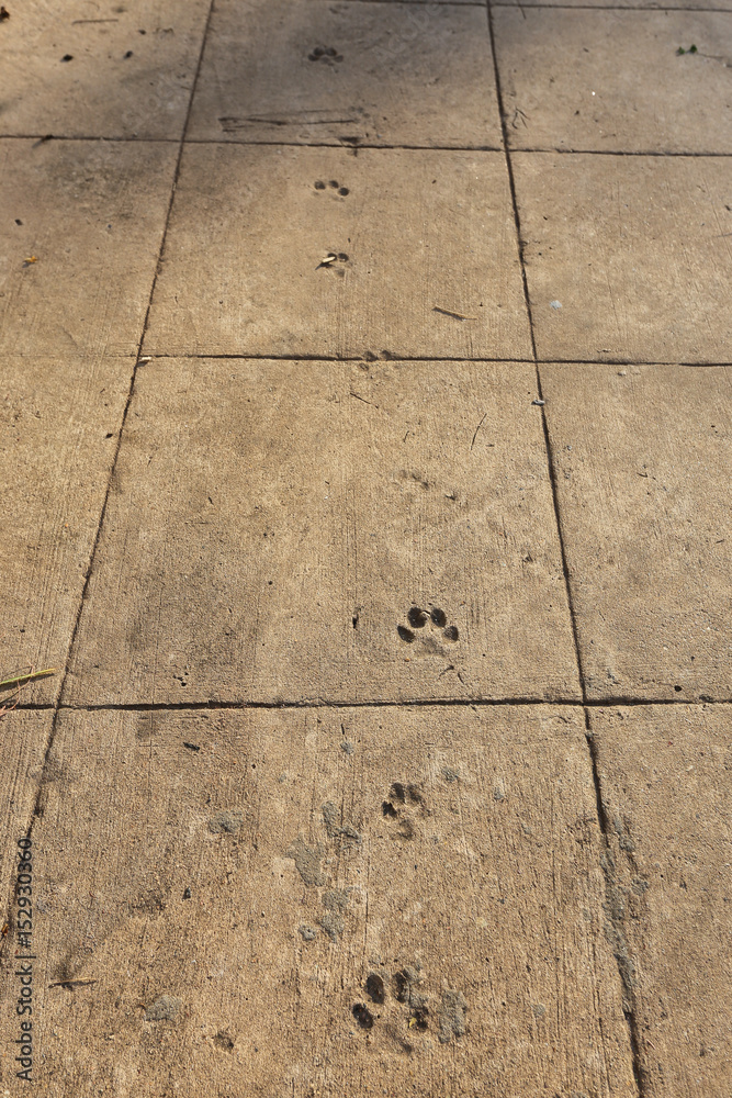 Fototapeta premium cement floor texture