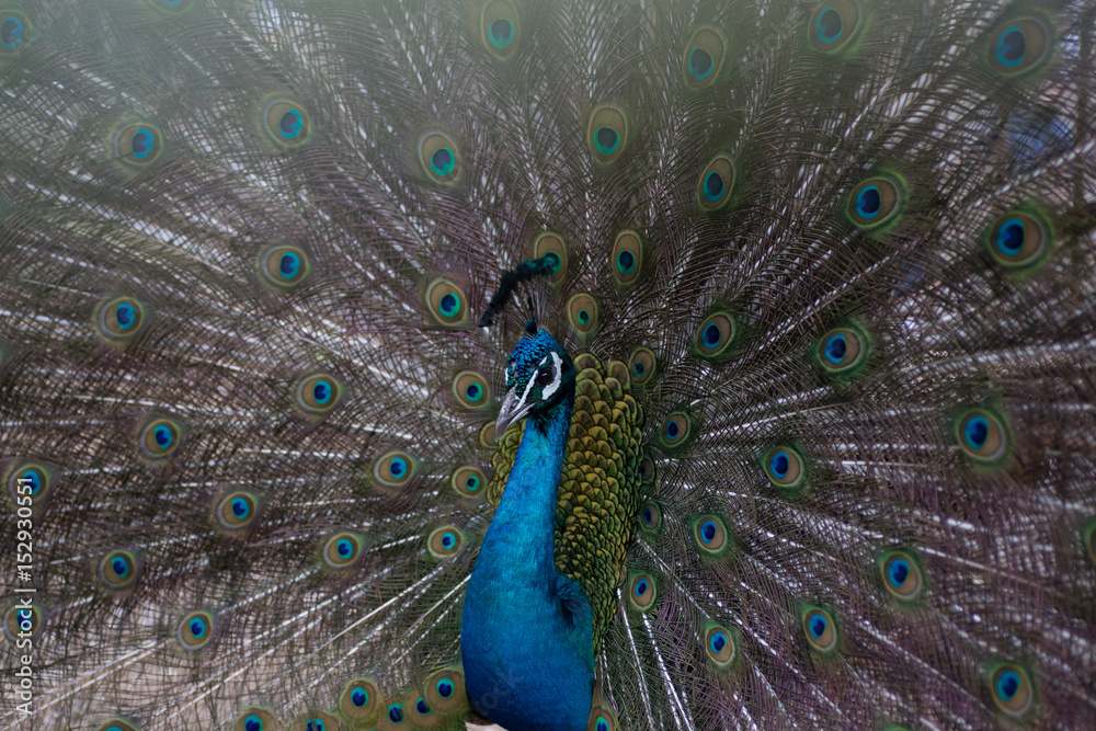 Obraz premium Peacock