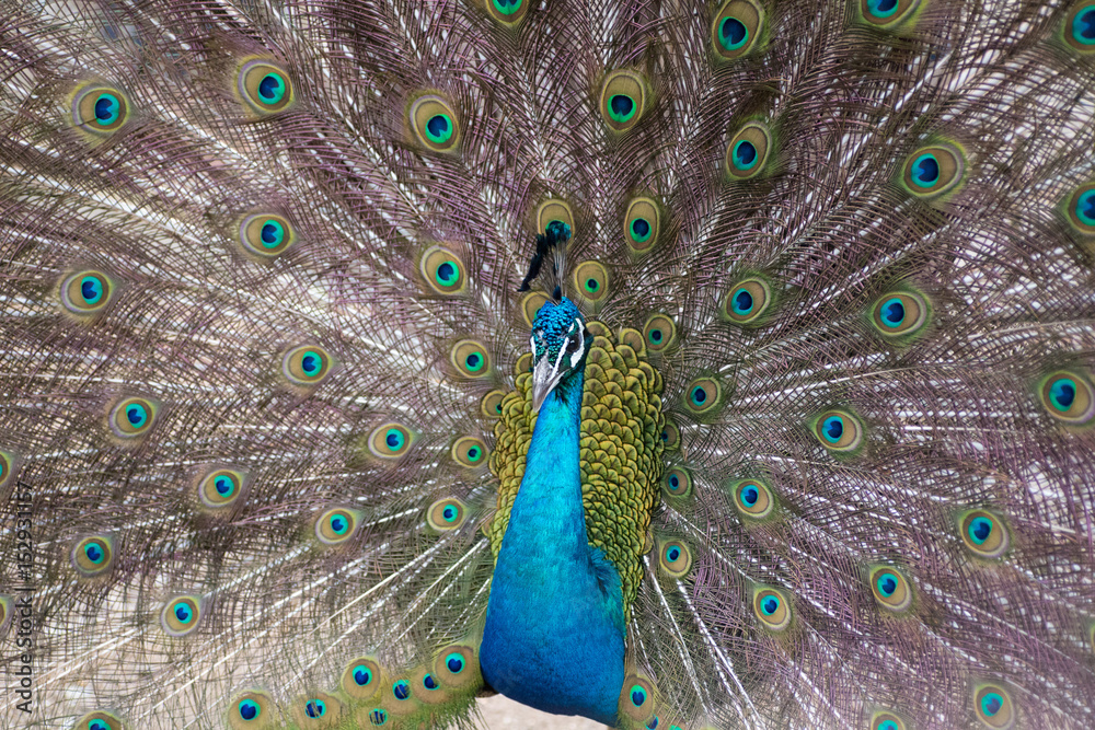 Naklejka premium Peacock