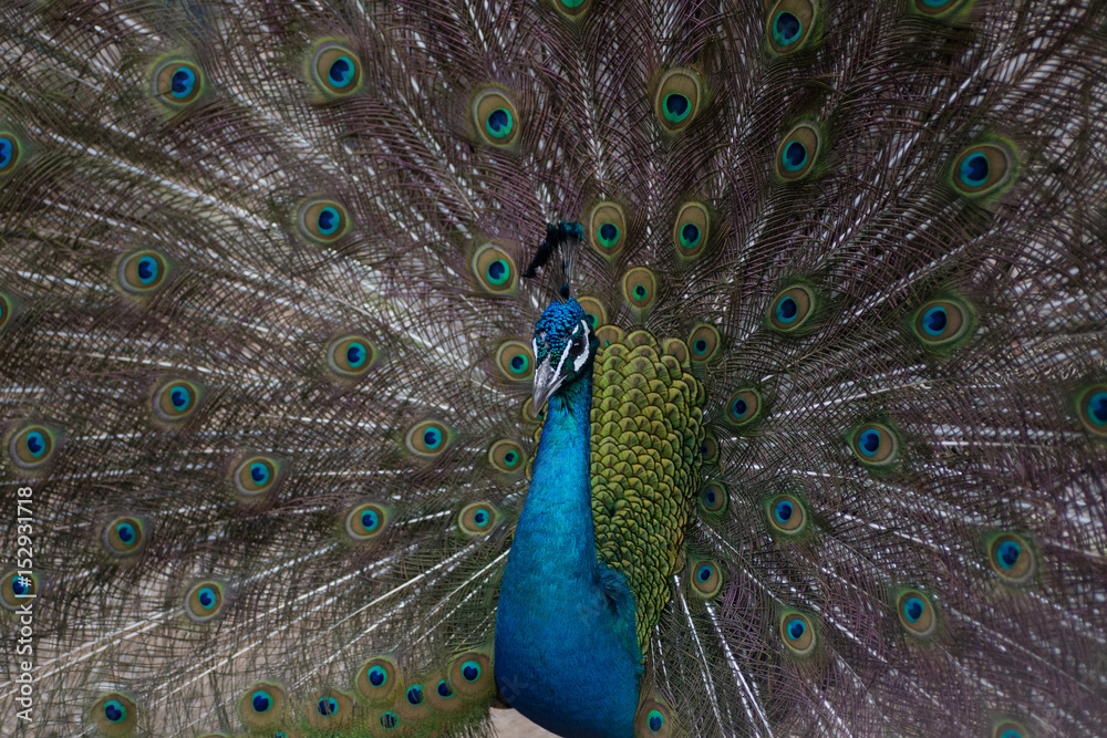 Obraz premium Peacock