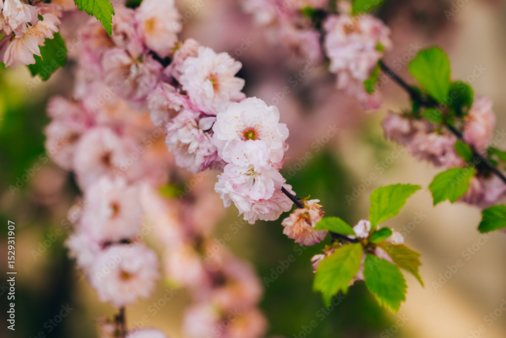 Sprig of shrub almond with flowers