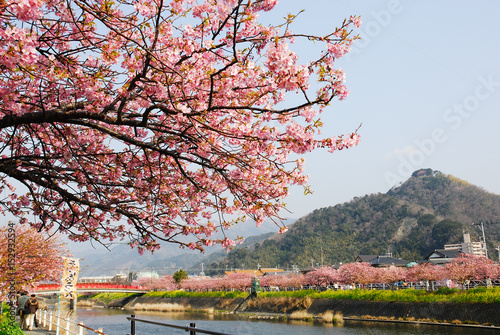 本場の河津桜