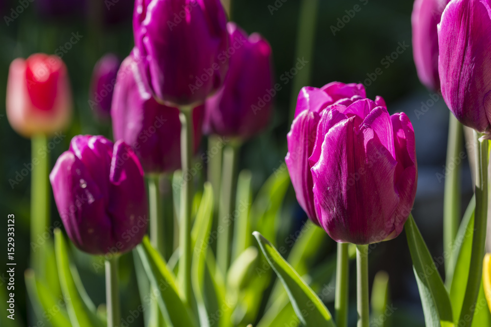 Tulip purple.