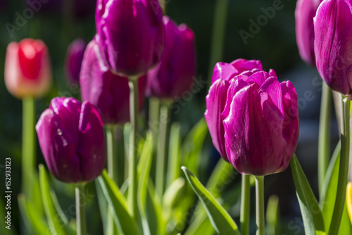 Tulip purple.