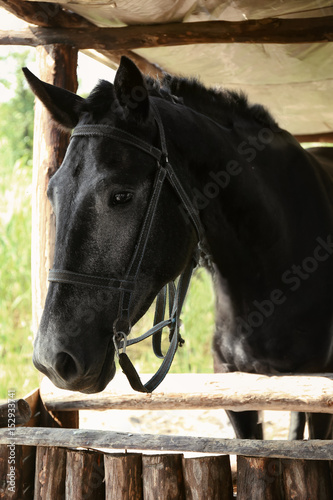 Black horse standing in a wooden stall © Africa Studio