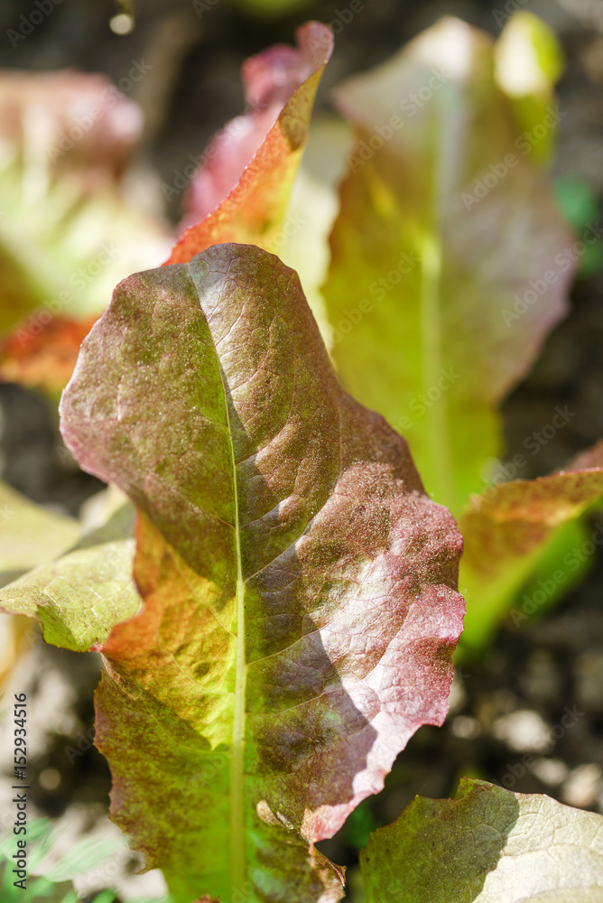 Fototapeta premium salad leaves