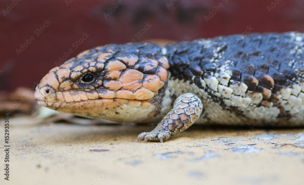 Fototapeta premium Side-on blue tongue lizard 