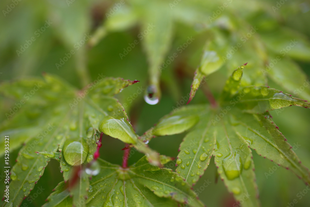 Water droplets and　leaf