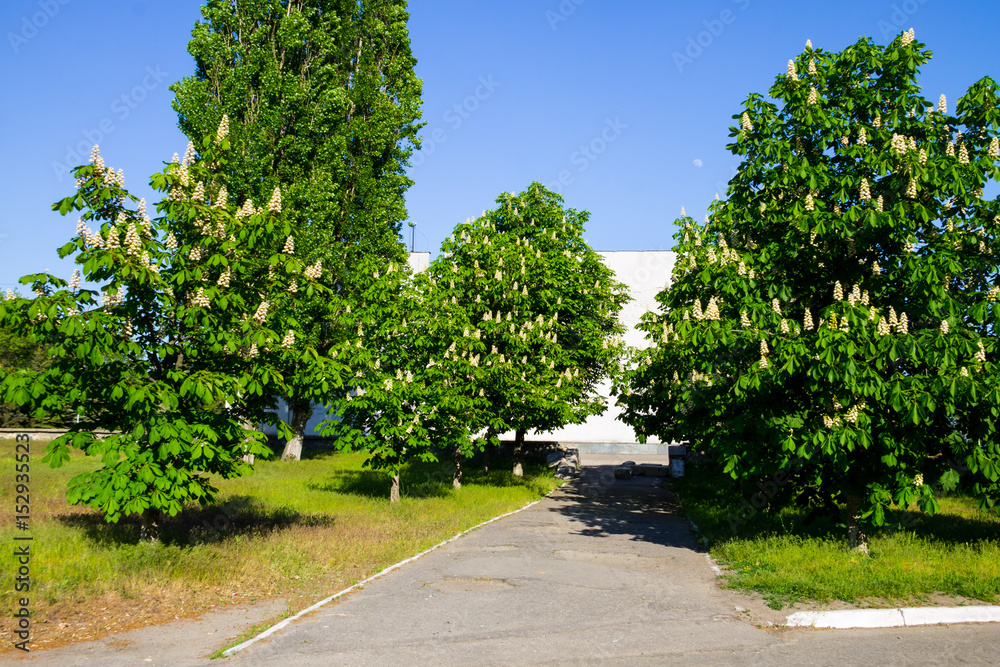 Blooming chestnut trees in a park