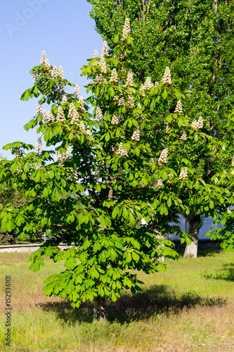 Blossoming chestnut tree (Aesculus hippocastanum) in park