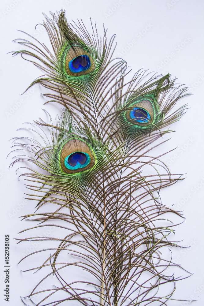 Fototapeta premium peacock feathers