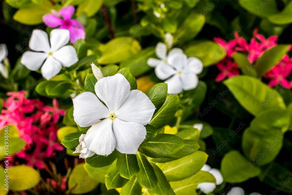Catharanthus roseus bokeh Catharanthus roseus bokeh