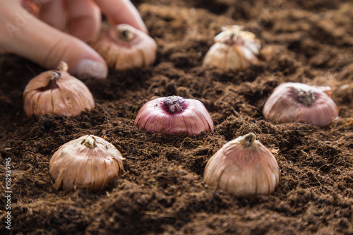 Картината върху платно Hand planting gladiola flower bulbs into the ground