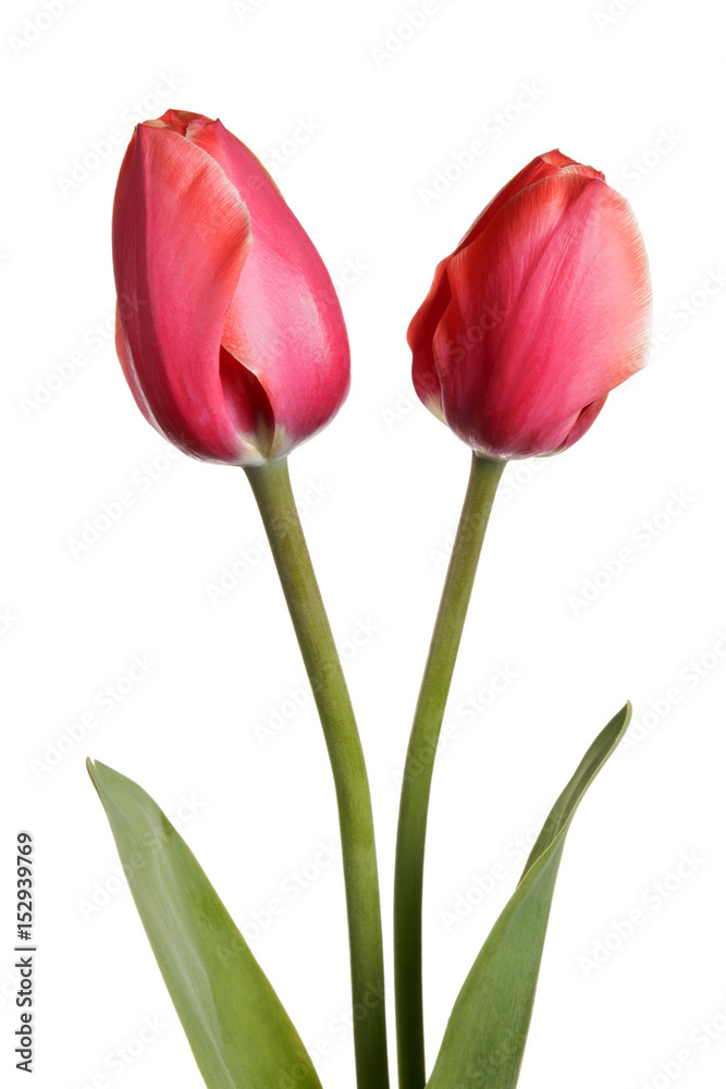Two tulip flowers isolated on a white background Two tulip flowers isolated on a white background