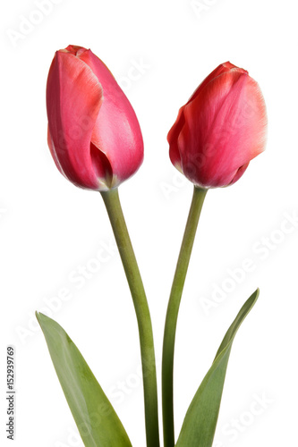 Two tulip flowers isolated on a white background