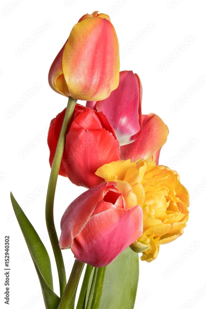 Tulip flowers bouquet isolated on a white background