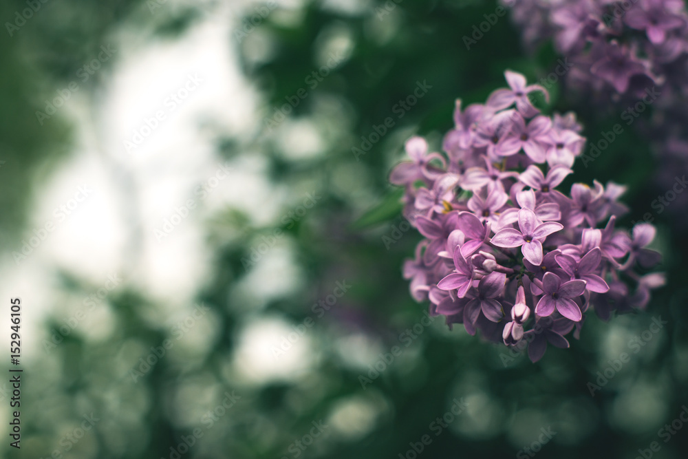 Blooming lilac with blurred background on a branch. Blooming lilac with blurred background on a branch.