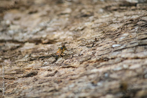 Bee walking along a log