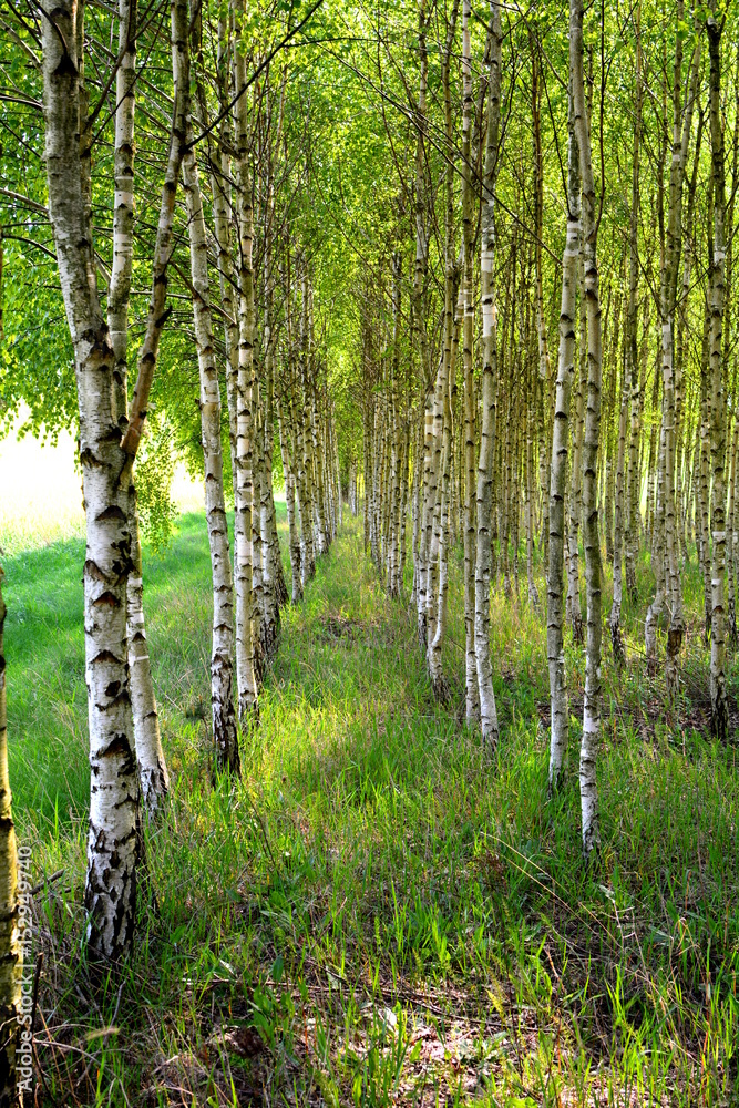 Fototapeta premium młody las brzozowy