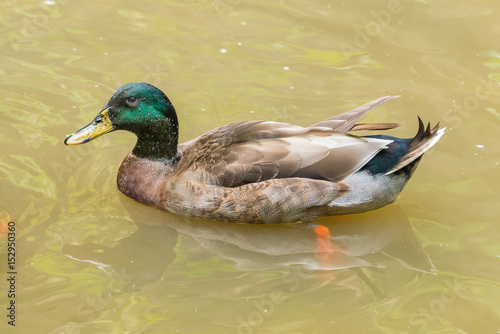A male mallard (wild duck) is swimming in a pond.